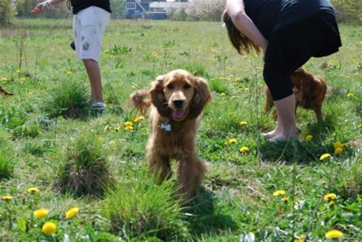 Cocker spaniel gizmo<3 - gizmo billede 12