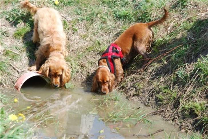 Cocker spaniel gizmo<3 - gizmo og hans mor billede 13