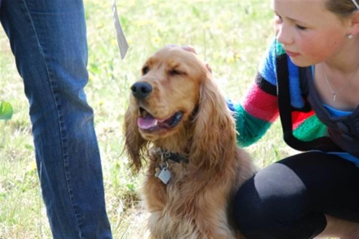 Cocker spaniel gizmo<3 - mig og gizmo billede 14