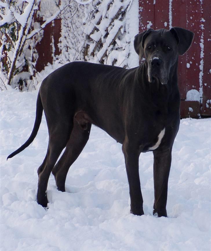 Grand danois BONEL ZAGANELLI  billede 9