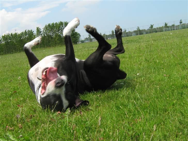 Blanding af racer Amstaff/bullterrier Freja - jamen mor tro mig nu - når man ruller sig i græsset så køler det altså :P billede 19