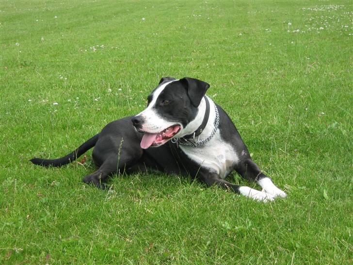 Blanding af racer Amstaff/bullterrier Freja - nøj der er fugle derhenne :P billede 20