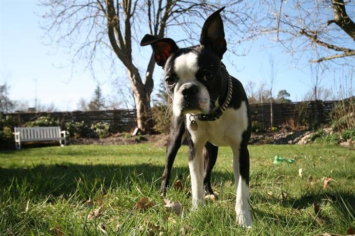 Boston terrier Conrad billede 9