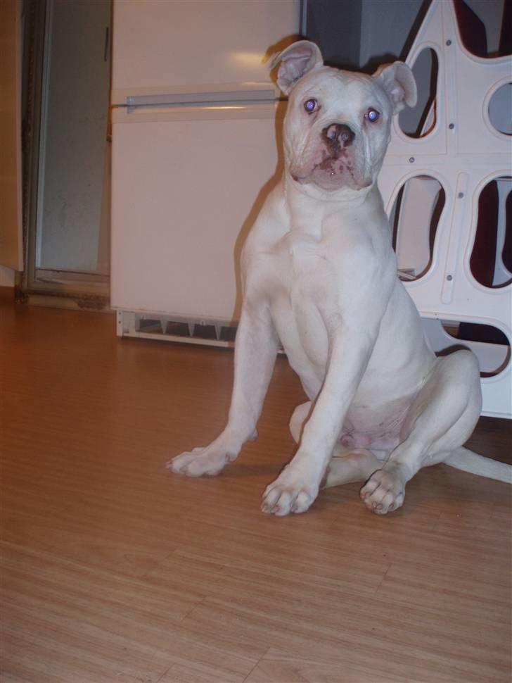 Amerikansk bulldog Abo`s Jens Banke - Naaw<3 billede 1