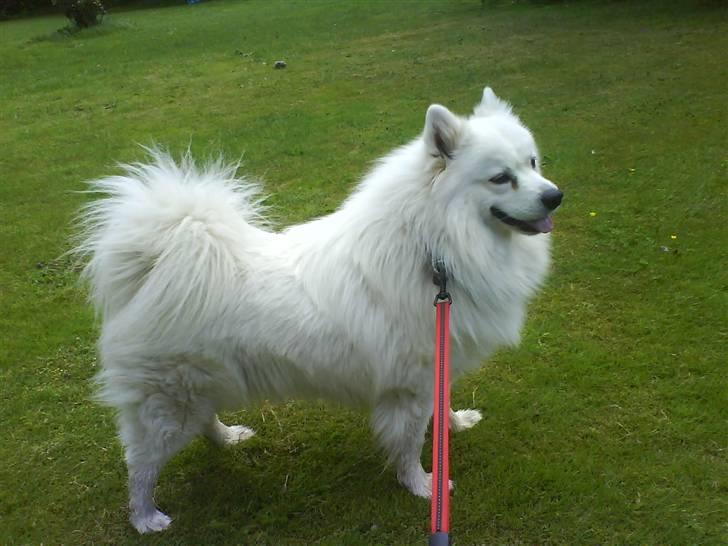 Samojedhund Vaks <3 - #Fotograf: Anne-Mette Fogh# billede 8