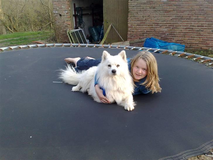 Samojedhund Vaks <3 - Ude at ligge på Trampolinen... #Fotograf: Tom René Rogler# billede 10