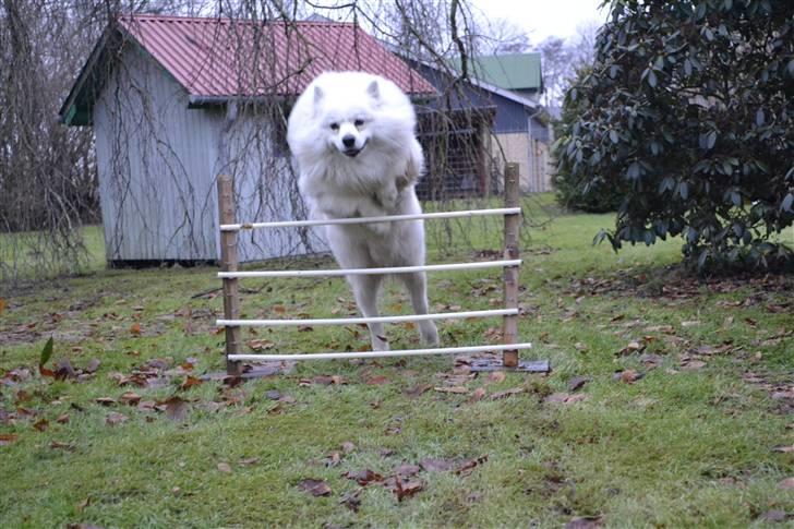 Samojedhund Vaks <3 - Hop :D (Sry lyset er dårligt) #Fotograf: Laura Størk Møller# billede 11