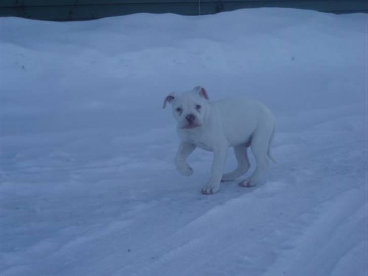 Amerikansk bulldog Abo`s Jens Banke billede 2