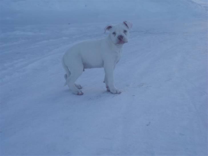 Amerikansk bulldog Abo`s Jens Banke billede 3