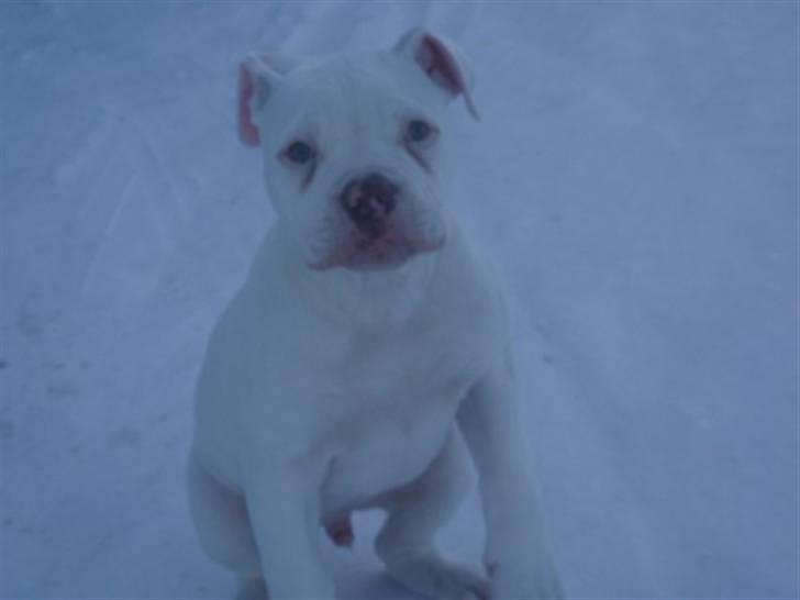 Amerikansk bulldog Abo`s Jens Banke billede 4