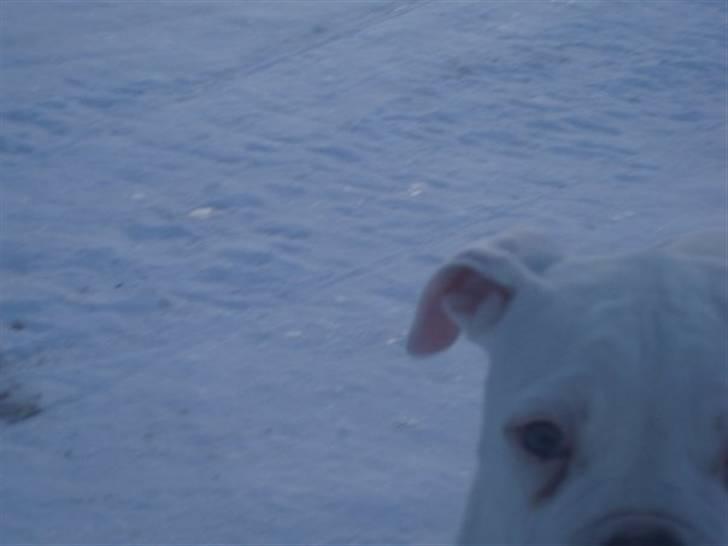 Amerikansk bulldog Abo`s Jens Banke billede 5