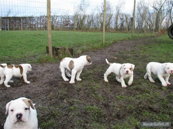 Amerikansk bulldog Abo`s Jens Banke - søskenbilde billede 6