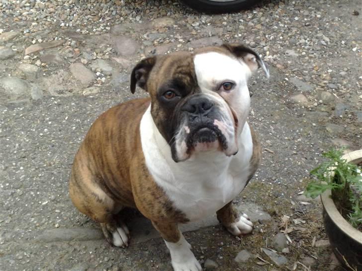 Olde english bulldogge William billede 1