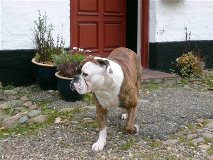 Olde english bulldogge William billede 2