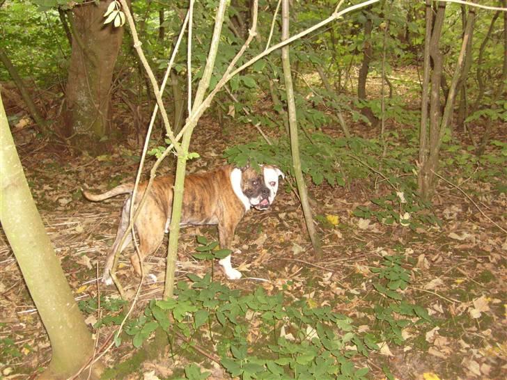 Olde english bulldogge William billede 3