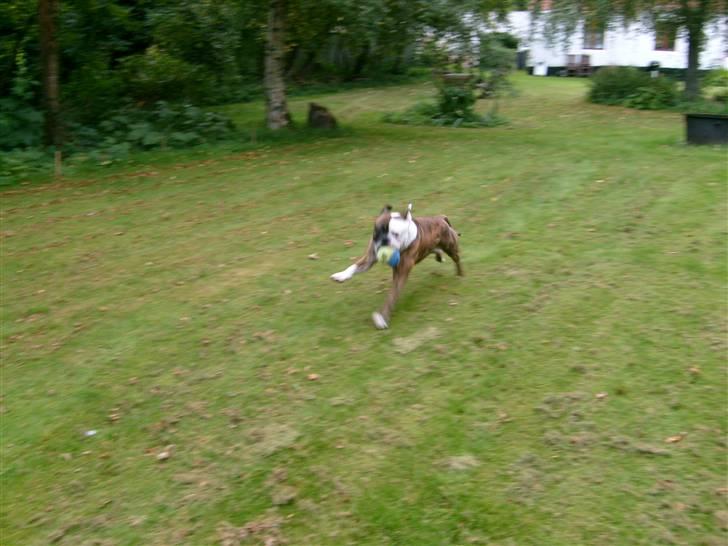 Olde english bulldogge William billede 4