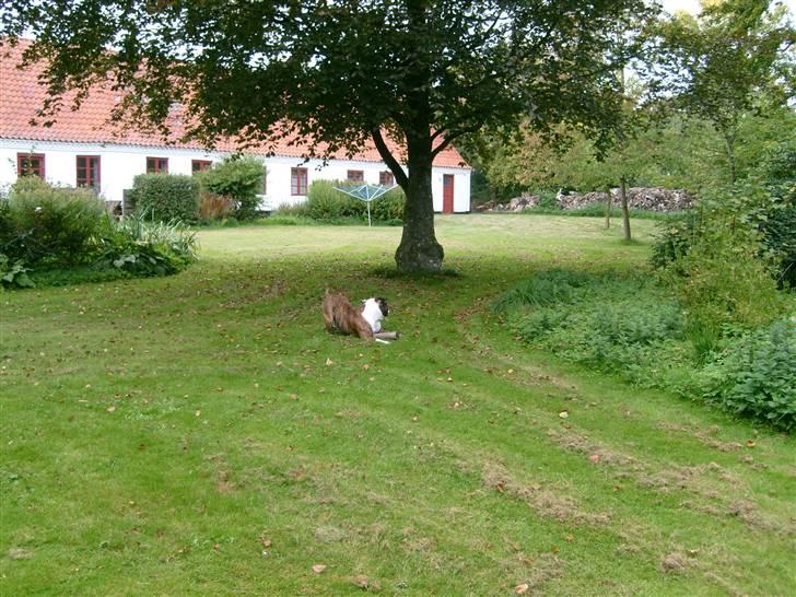 Olde english bulldogge William billede 5