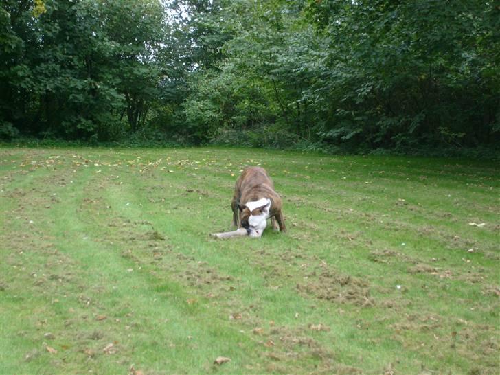 Olde english bulldogge William billede 6