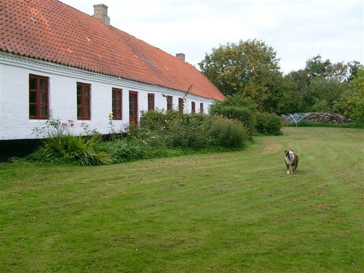 Olde english bulldogge William billede 7
