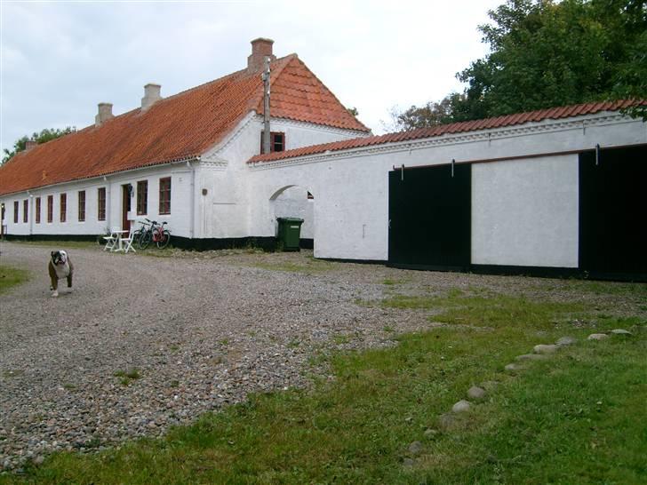 Olde english bulldogge William billede 8