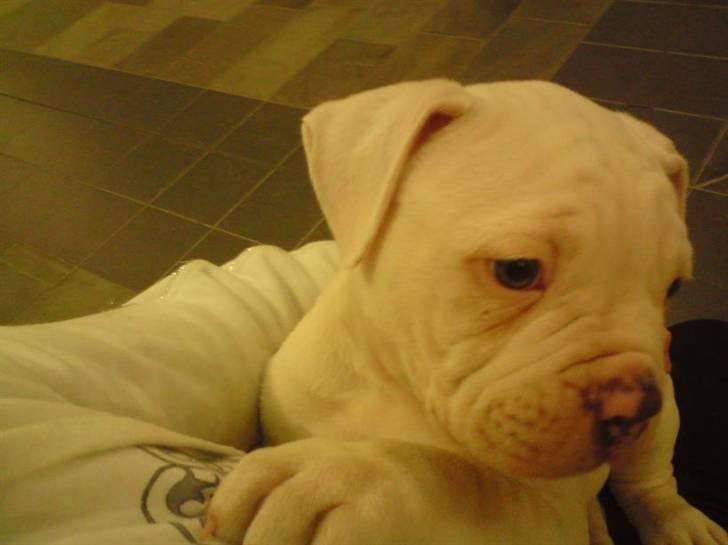 Amerikansk bulldog Abo`s Jens Banke billede 7