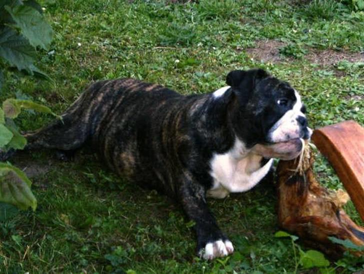 Engelsk bulldog Kahlua billede 1