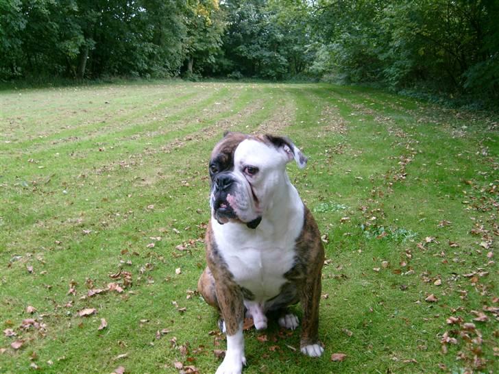Olde english bulldogge William billede 9