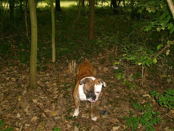 Olde english bulldogge William billede 10