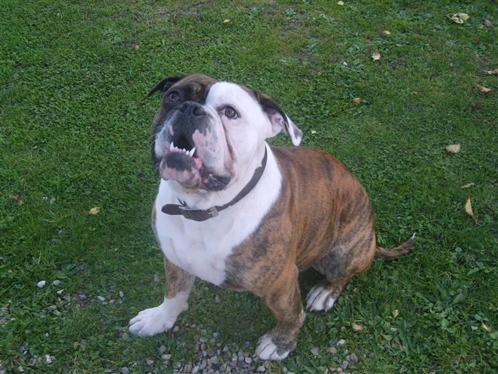 Olde english bulldogge William billede 11