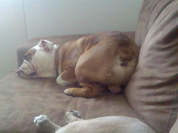 Engelsk bulldog Dolche  billede 2