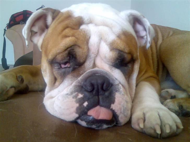 Engelsk bulldog Dolche  billede 3