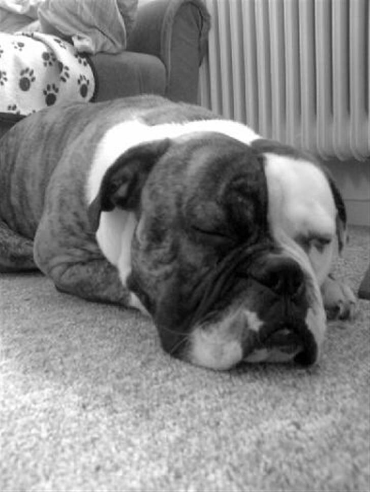 Olde english bulldogge William billede 12