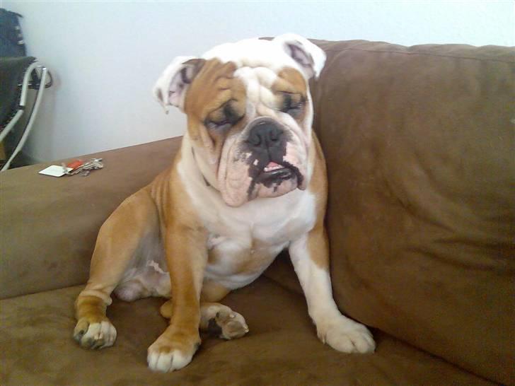 Engelsk bulldog Dolche  billede 4