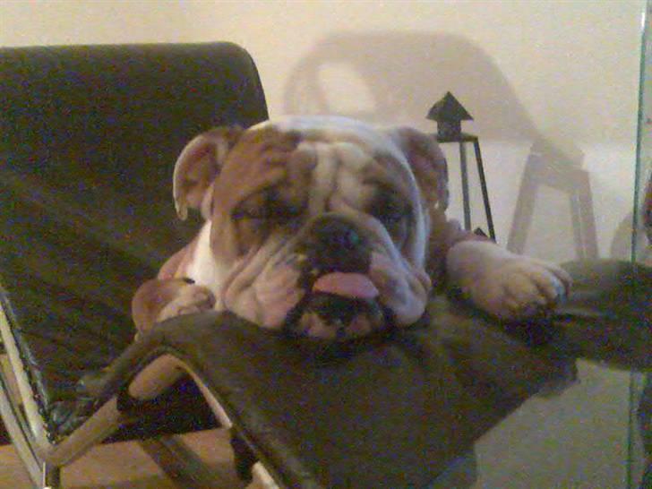 Engelsk bulldog Dolche  billede 5