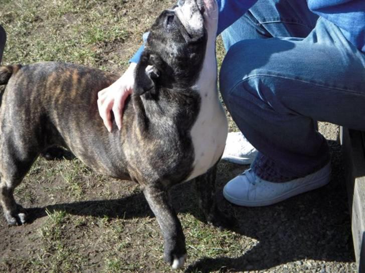 Engelsk bulldog Kahlua billede 2