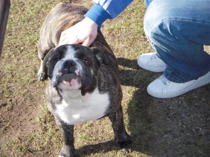 Engelsk bulldog Kahlua billede 3