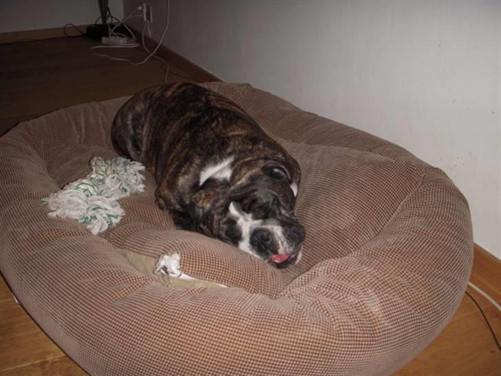 Engelsk bulldog Kahlua billede 4