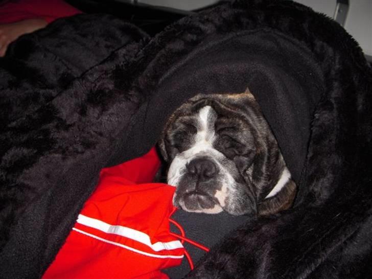 Engelsk bulldog Kahlua billede 5