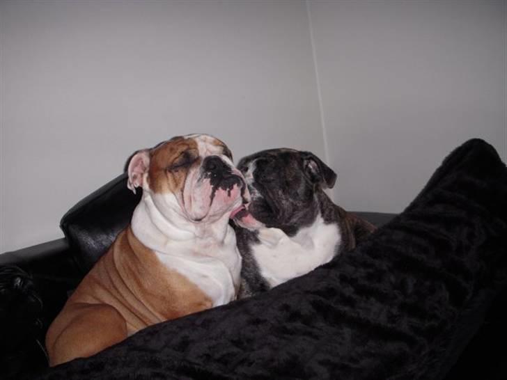 Engelsk bulldog Kahlua billede 6