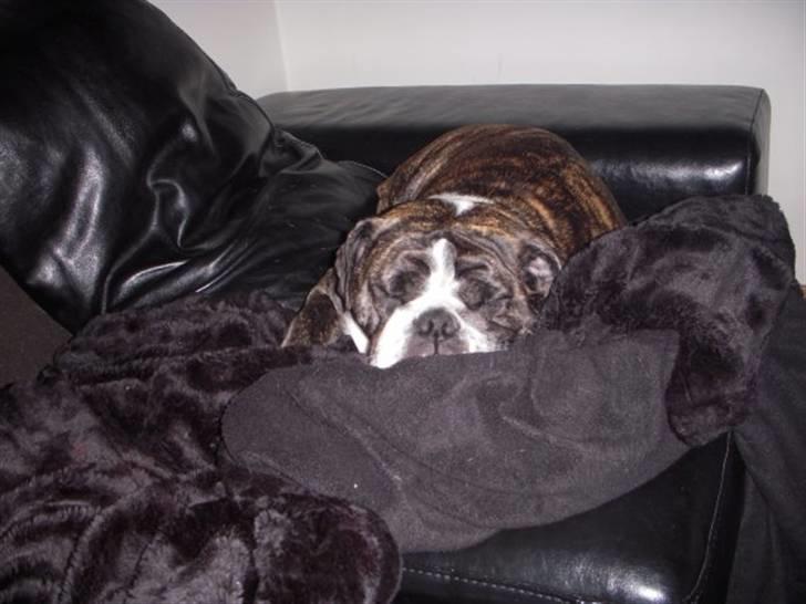 Engelsk bulldog Kahlua billede 8