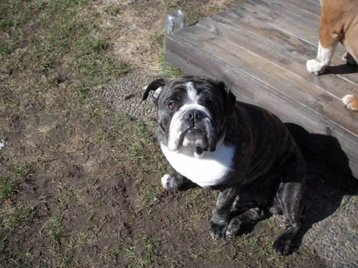 Engelsk bulldog Kahlua billede 9