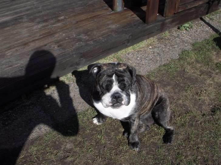 Engelsk bulldog Kahlua billede 10