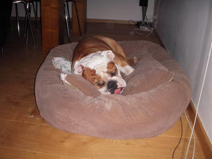 Engelsk bulldog Dolche  billede 6