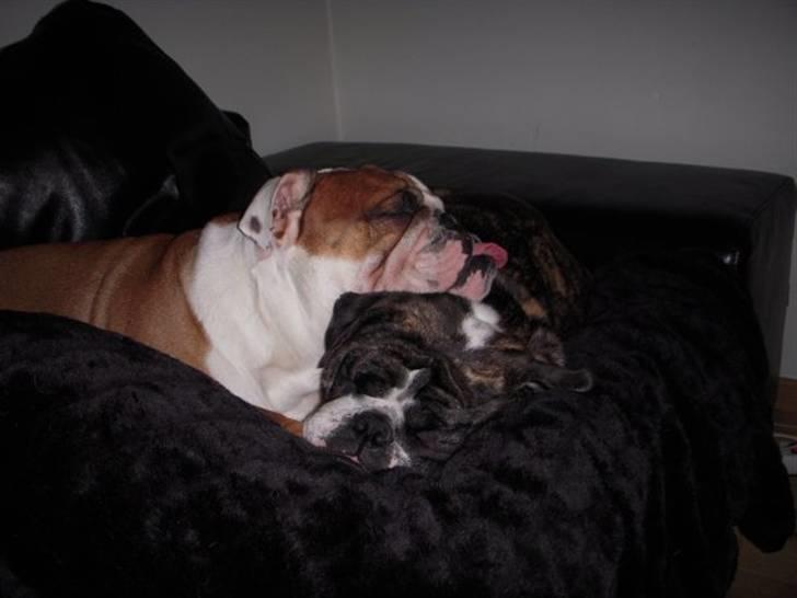 Engelsk bulldog Dolche  billede 8