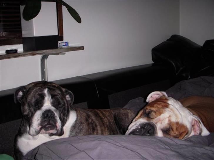 Engelsk bulldog Dolche  billede 9