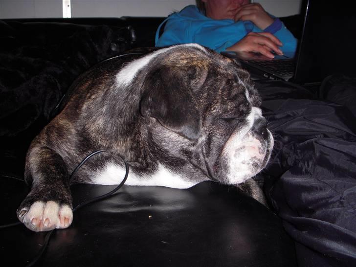 Engelsk bulldog Kahlua billede 11