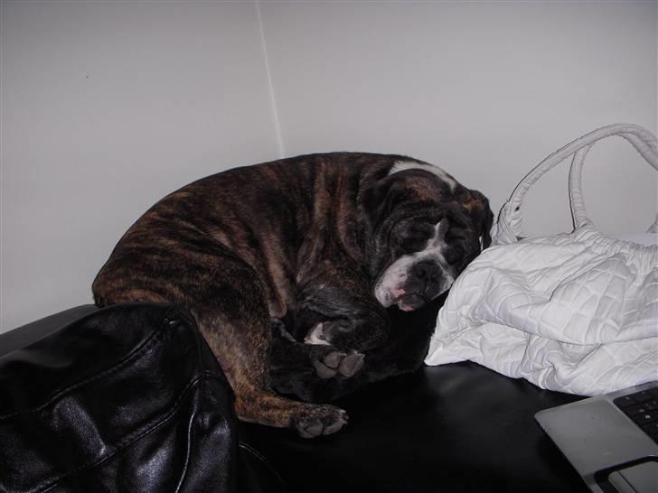 Engelsk bulldog Kahlua billede 12