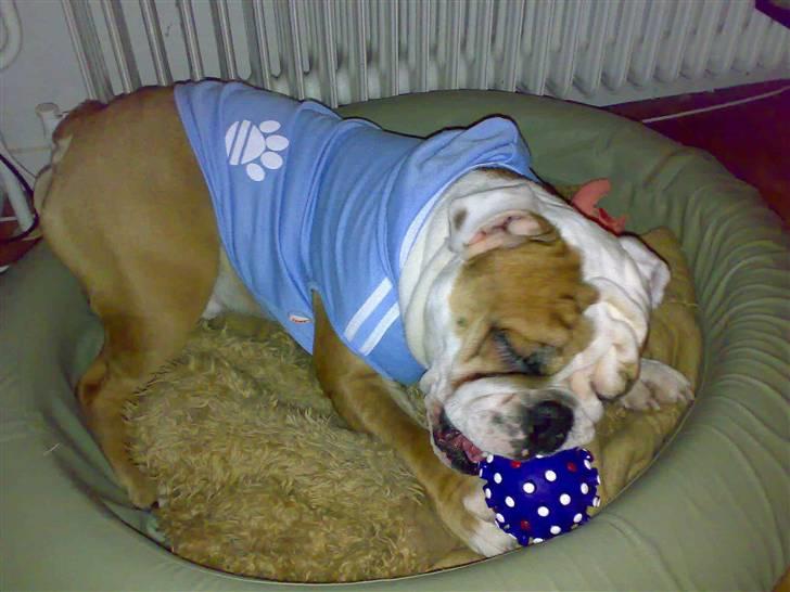 Engelsk bulldog Dolche  billede 10