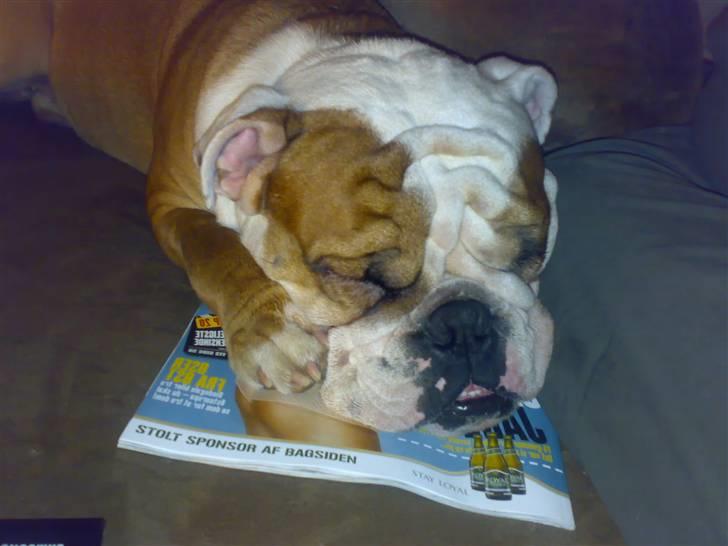 Engelsk bulldog Dolche  billede 11