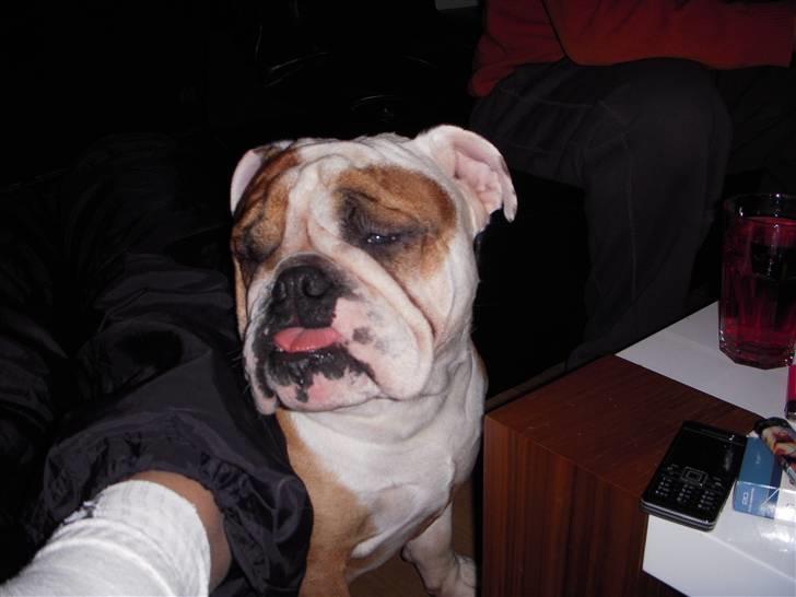 Engelsk bulldog Dolche  billede 12